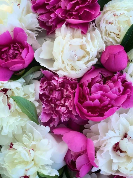 Beyaz ve pembe şakayıkların arka planı