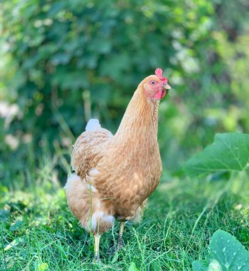 Çiftlikte bir tavuk