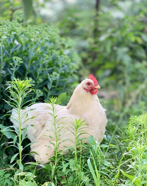 Kuřata Farmě — Stock fotografie
