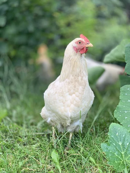 Κοτόπουλα Στο Αγρόκτημα — Φωτογραφία Αρχείου