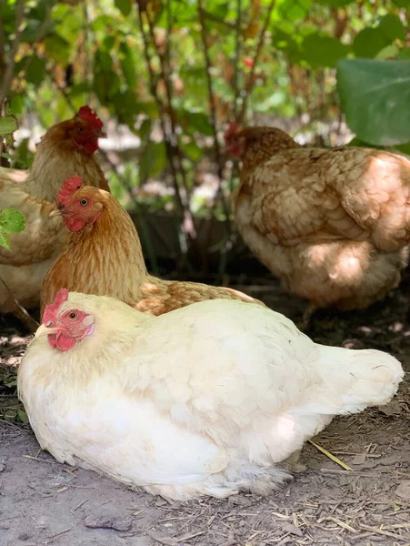 Kuřata Farmě — Stock fotografie