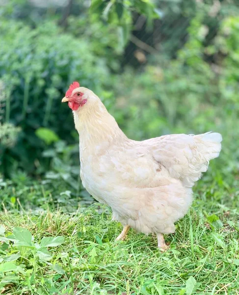 Een Kip Boerderij — Stockfoto