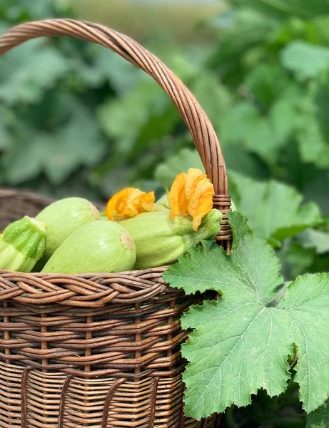Kabak hasadı. Sepette taze kabak.