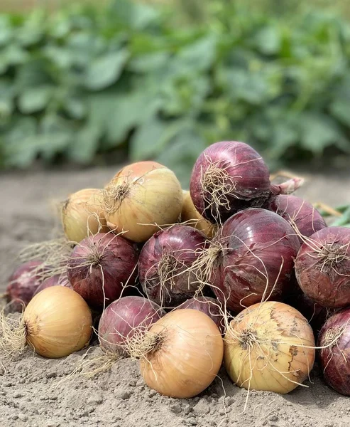 organik soğan hasat. organik sebze konsepti