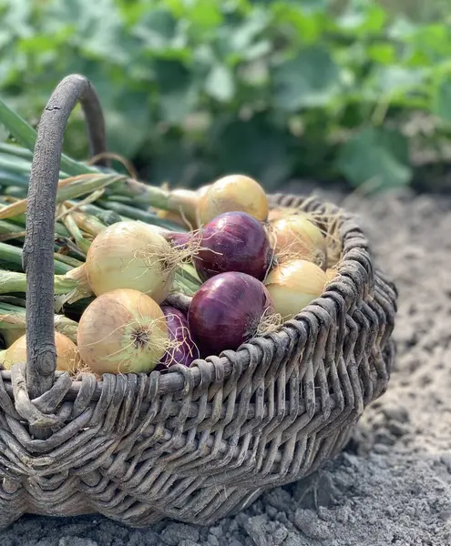 organik sebze hasadı. organik sebze konsepti.