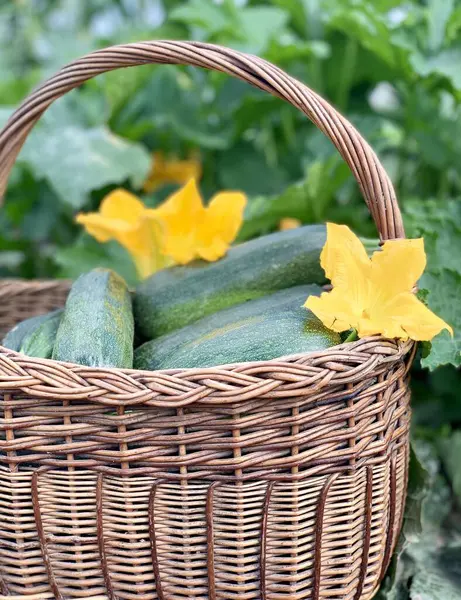 organik sebze hasadı. organik sebze konsepti.