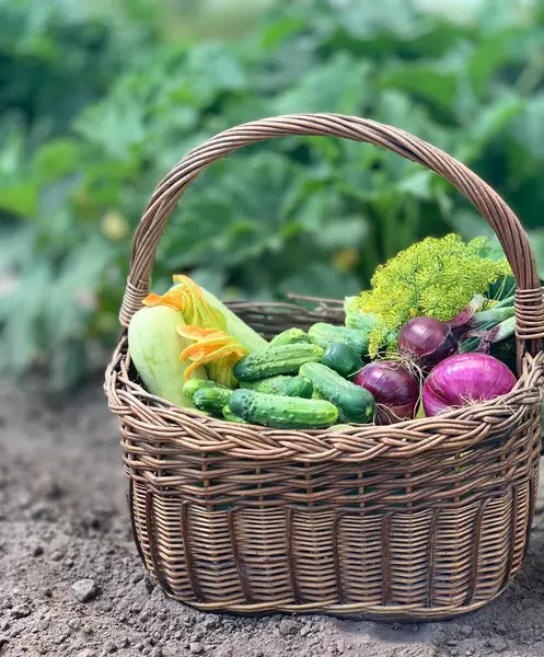 organik sebze hasadı. organik sebze konsepti.