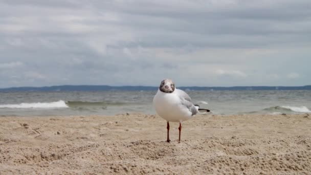 Mewa Morze Bałtyckie Uznam Plaży — Wideo stockowe