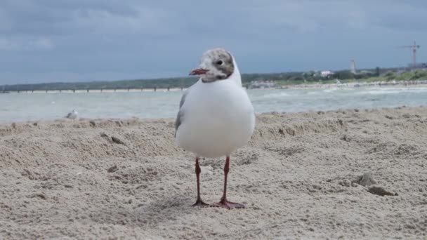 Gaviota Mar Báltico Usedom Playa — Vídeos de Stock