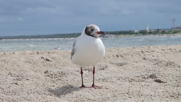 Gull Oostzee Usedom Het Strand — Stockvideo