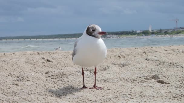 Gull Βαλτική Θάλασσα Usedom Στην Παραλία — Αρχείο Βίντεο