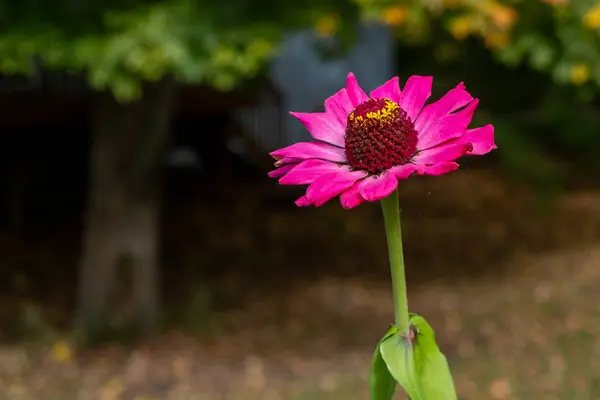 Çelişkili koyu arkaplanı olan tek canlı pembe çiçek.