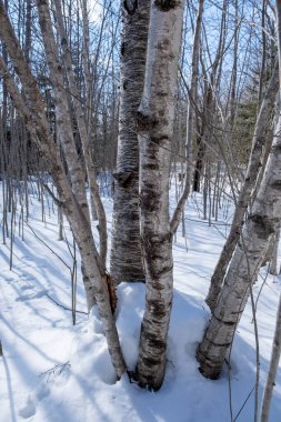 Karla kaplı ormanda bir yığın huş ağacı..