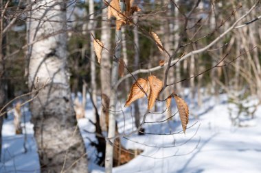 Ölü Birch bir ağaç dalında yapraklar bırakır. Arka planda orman ve kar olan seçici odak.