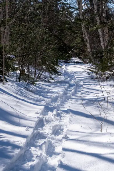 Snow shoe tracks through a snow covered pathway through the forest.