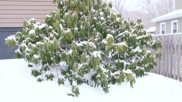 Χιόνι Που Πέφτει Στο Πράσινο Φυτό Αζαλέα Χειμώνα — Αρχείο Βίντεο