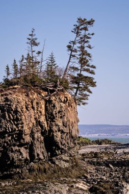 Panoramic view of low tide showing clear blue sky contrast with red sandy beach. clipart