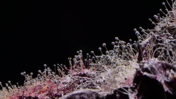Spores Moisissure Sur Fond Noir — Video