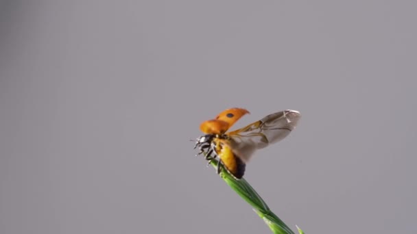 Ladybug Kruipt Een Plant Stijgt — Stockvideo