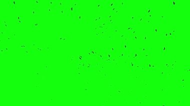 Krom üzerinde uçan kuş sürüsü.