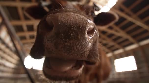Divertido Vaca Masticando Hierba Cerca — Vídeos de Stock