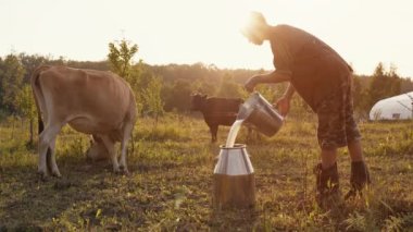 Çiftçi gün batımında kutuya süt döker, arka planda inekler