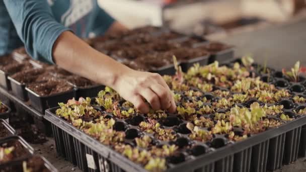 女性の手はさらなる販売のためのプラスチック鍋に苗を植えます — ストック動画
