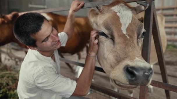 Αγρότης Μια Αγελάδα Στη Φάρμα — Αρχείο Βίντεο
