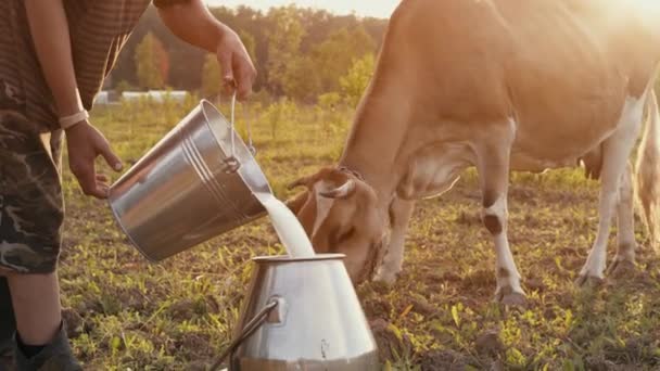 Фермер Вливає Молоко Банку Заході Сонця Фоні Лугу Коровою — стокове відео