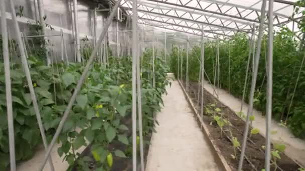 Row Plants Growing Big Industrial Greenhouse — Stock Video