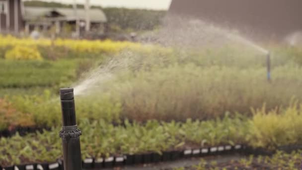 Automatic Watering System Sprays Water Lawn Irrigation — Stock Video