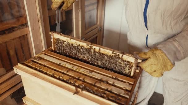 Arıcı Elinde Arılarla Bir Bal Hücresi Tutuyor — Stok video