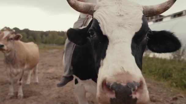 Корова Ферме Вечером — стоковое видео