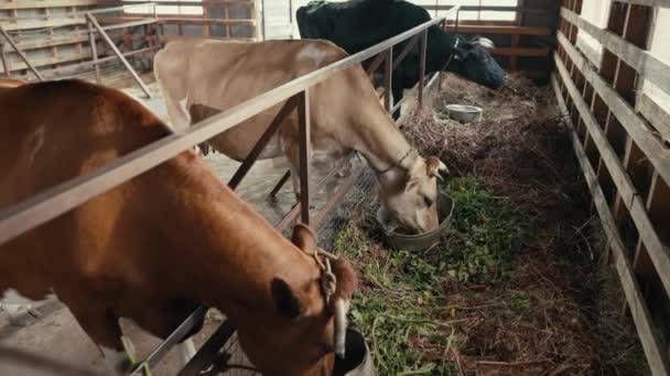 Αγελάδες Μασάνε Γρασίδι Στο Στάβλο — Αρχείο Βίντεο