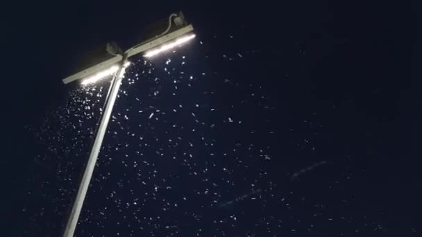 Mosquitos Cerca Lámpara Por Noche — Vídeos de Stock