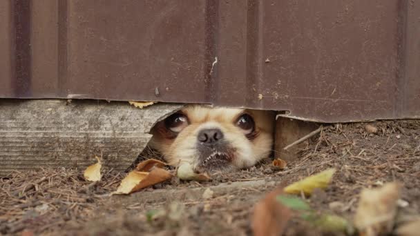 フェンスの穴に小さな犬を吠える — ストック動画