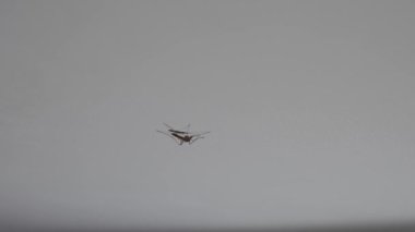 Odanın tavanında sivrisinek var.