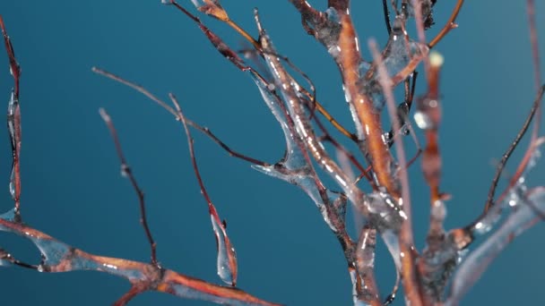Ramo Árvore Torna Coberto Gelo Seguida Derrete Fundo Azul — Vídeo de Stock
