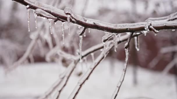 Ledovcové Větve Stromů Následky Mrazivém Dešti — Stock video