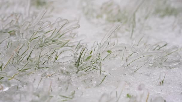 凍結した雨の後の氷化された草の結果 — ストック動画