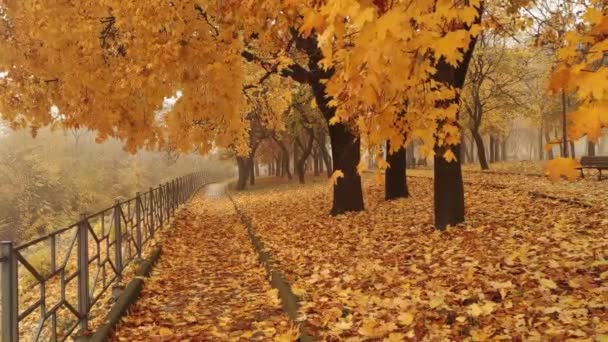 豊富な木々と落ち葉で飾られたこの素晴らしい公園で平和な瞬間をお楽しみください — ストック動画
