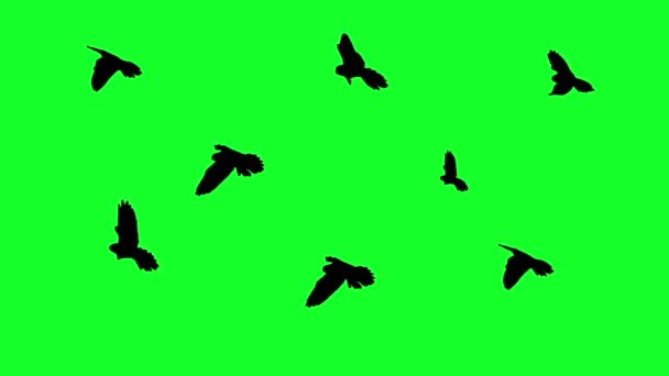 Vliegende Vogels Chroma — Stockvideo