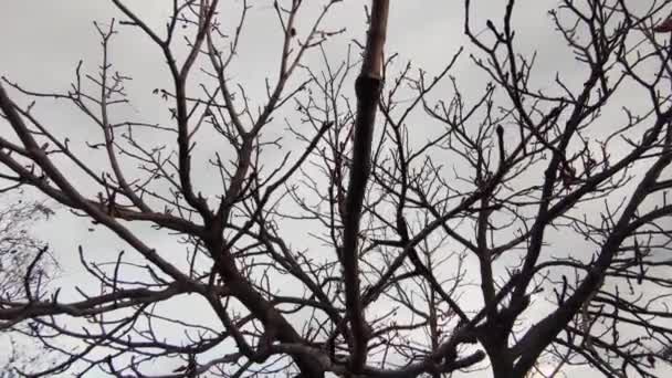 冬の木の裸の枝 — ストック動画