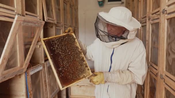 Μελισσοκόμος Κρατάει Ένα Κύτταρο Μελιού Μέλισσες Στα Χέρια Του — Αρχείο Βίντεο
