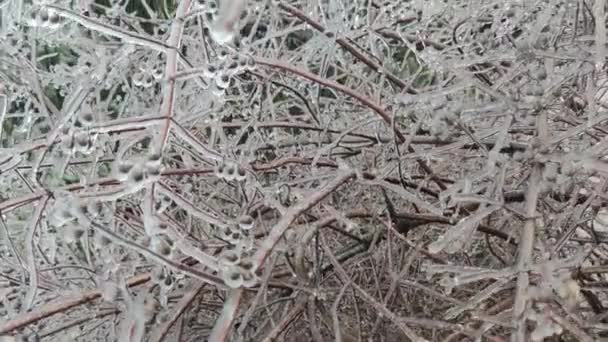 Ramos Árvores Glaciadas Consequências Após Chuva Gelada — Vídeo de Stock