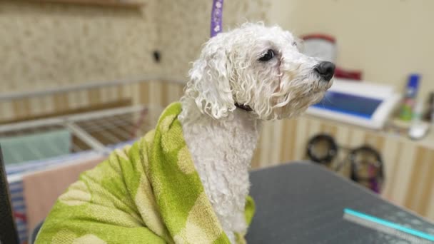 おかしいぬれた犬 タオル 入浴後 — ストック動画