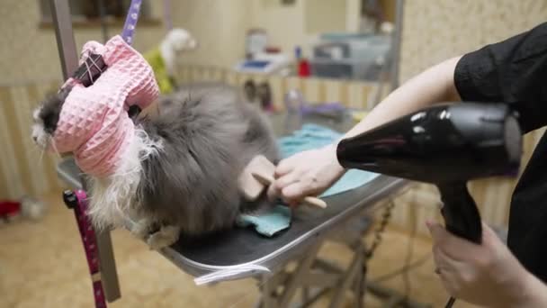 Cat Perawatan Salon Kecantikan Hewan Peliharaan — Stok Video