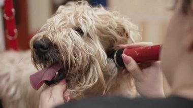 Bir köpek saçını profesyonel bir tımarcıya kestiriyor..
