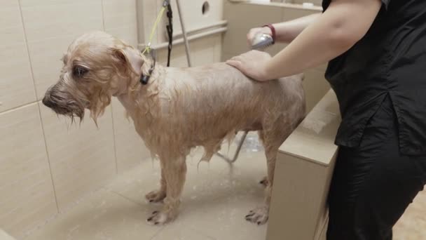 Person Tvättar Hund Dusch Hunden Står Lugnt Duschen När Personen — Stockvideo