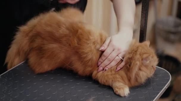 女人用刷子刷猫毛 — 图库视频影像
